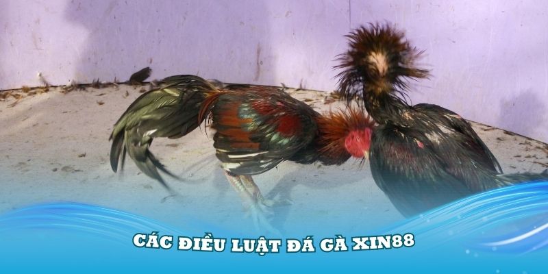 Tìm hiểu về các điều luật đá gà Xin88 trên mạng