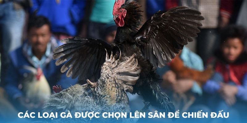 Các loại gà được chọn lên sân để chiến đấu