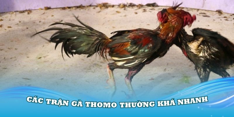 Thời gian diễn ra các trận gà Thomo thường khá ngắn