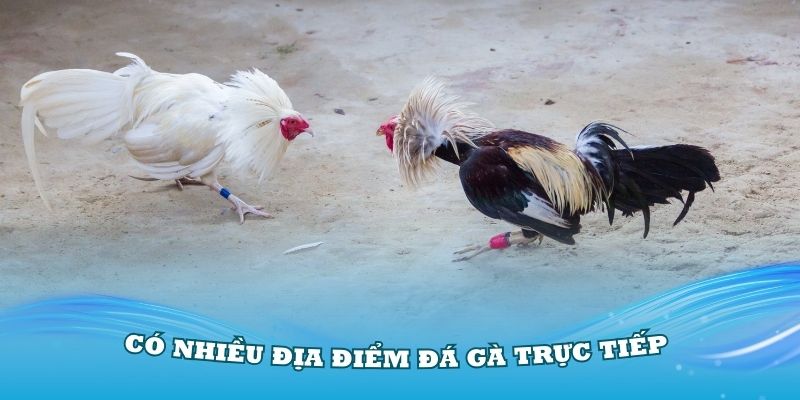 Có nhiều địa điểm đá gà trực tiếp