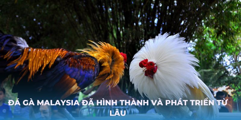 Đá Gà Malaysia đã hình thành và phát triển từ lâu