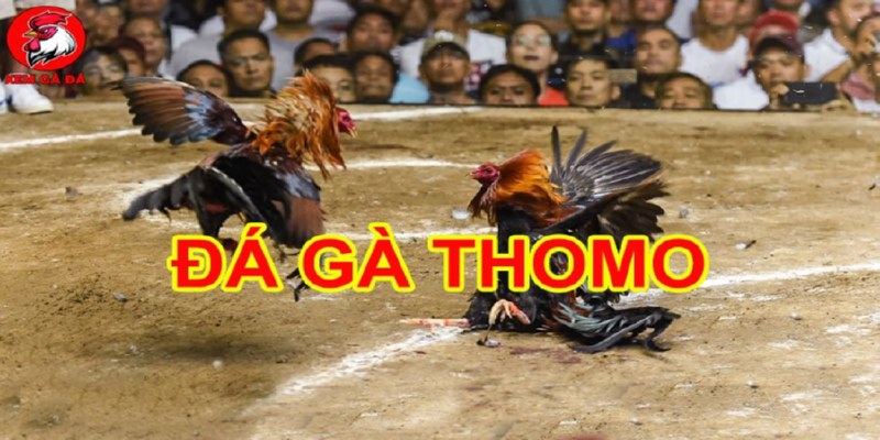 Đá Gà Thomo