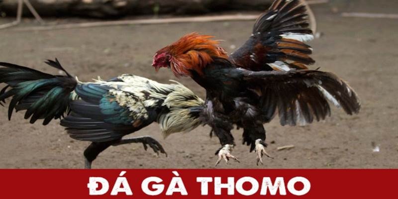 Khái niệm Đá Gà Thomo được hiểu là gì?