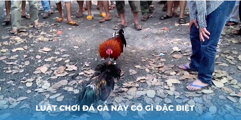 Luật chơi đá gà này có gì đặc biệt