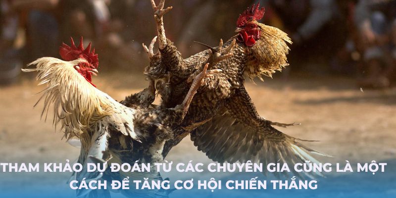 Tham khảo dự đoán từ các chuyên gia cũng là một cách để tăng cơ hội chiến thắng