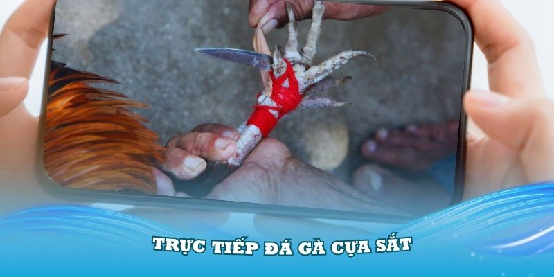 Trực tiếp đá gà cựa sắt đang thu hút rất nhiều sư kê tham gia