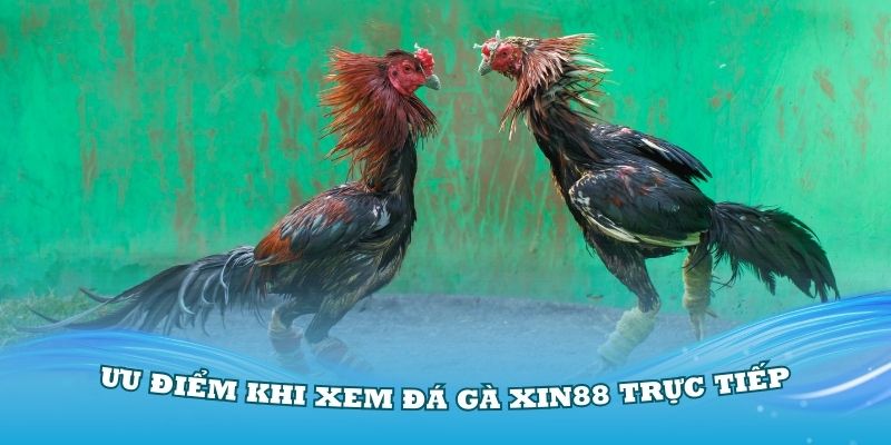 Những ưu điểm khi xem đá gà Xin88 trực tiếp